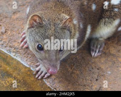 Quoll à queue à pois élégant et vif avec des yeux étincelants. Banque D'Images