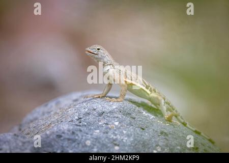 Chihuahuan Greater Earless Lizard, Socorro co., Nouveau-Mexique, États-Unis. Banque D'Images