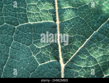 Photo macro d'une feuille verte avec texture des veines Banque D'Images