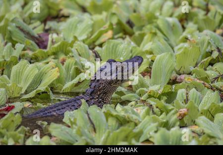 Photo d'un jeune alligator américain nageant entre des plantes aquatiques Banque D'Images