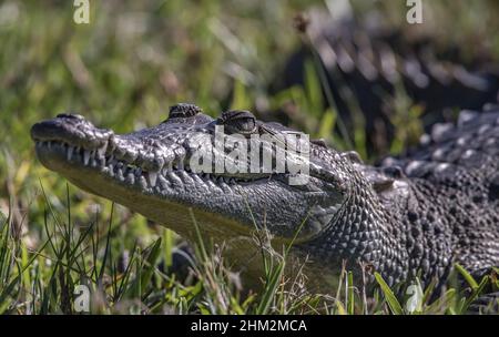 Gros plan d'un crocodile américain posé sur l'herbe dans le marais par une journée ensoleillée Banque D'Images