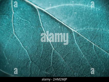 Photo macro d'une feuille verte avec texture des veines Banque D'Images