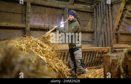 Egestorf, Allemagne.01st févr. 2022.Josefine Schön, berger, répand de la paille dans l'écurie Heidschnucken.Trois mois d'agnelage sont assez stressants pour les bergers.De janvier à mars, ils se tiennent prêts à soutenir les moutons 24 heures sur 24.Credit: Philipp Schulze/dpa/Alamy Live News Banque D'Images