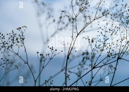Fleurs blanches de la gitsophila. Brouillées et brouillées arrière-plan de la plante gros plan des fleurs de souffle de bébé délicat.Mise au point sélective toile de fond de la Terre naturelle Banque D'Images
