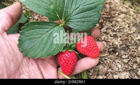 homme tenant des fraises fraîches entre les mains sur fond de nature.Récolte de fraises du jardin. Banque D'Images