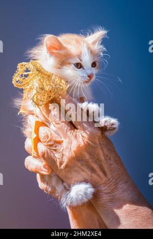 un petit chaton de gingembre et de taches blanches assis sur les mains avec un noeud de ruban sur le cou comme un cadeau sur un fond de ciel Banque D'Images