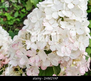 Une calotte en forme de cône d'une inflorescence d'hortensia blanche dans un jardin ouvert, sur fond de feuilles vertes.Gros plan. Banque D'Images