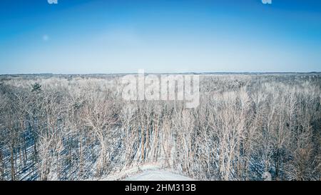 Ciel bleu vif et clair sur les cimes d'hiver.L'air gèle parmi les arbres vides.Une forêt naturelle s'étend jusqu'à l'horizon. Banque D'Images