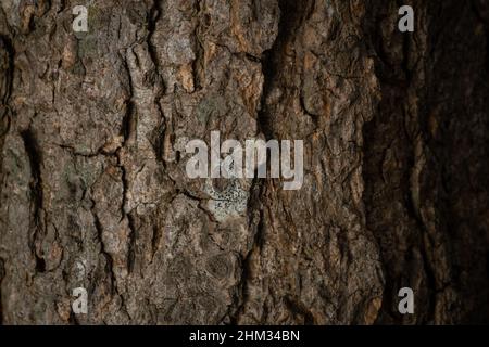 Texture de l'écorce de l'arbre pour le papier peint et l'arrière-plan.Arrière-plan abstrait.Arrière-plan de texture.Photographie macro.Gros plan Banque D'Images