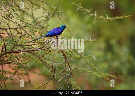 Starling doré - Lamprotornis regius, belle étoile colorée de buissons et savanes africains, Tsavo West, Kenya. Banque D'Images