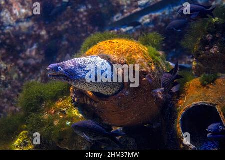 Gros plan sur les anguilles de moray brunes d'un aquarium de poissons dans le récif de corail.Gymnothorax espèce unicolore vivant dans l'est de l'océan Atlantique et en Méditerranée. Banque D'Images