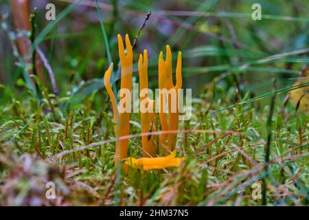 Prob. Stagshorn. JauneCalocera viscosa mousse et bois mort Banque D'Images