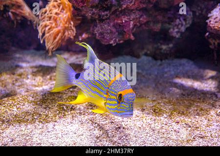 Le vivaneau de Sailfin ou la dorade de mer bordée de bleu dans le récif de corail.Symphorichthys spillurus espèces vivant dans l'est de l'océan Indien et dans l'ouest du Pacifique Banque D'Images