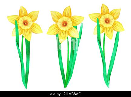 Ensemble de jonquilles. Illustration de pâques aquarelle. Isolé sur un fond blanc. Pour votre conception. Convient aux cartes postales, invitations de mariage, tissus. Banque D'Images