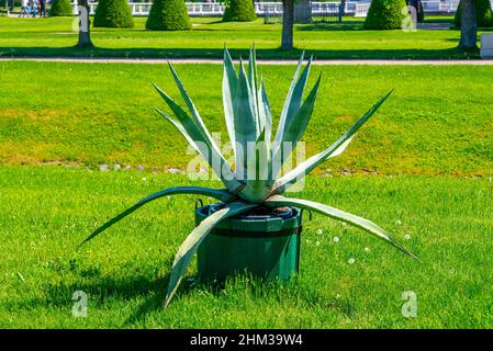 Immense agave americana ou aloès américain en pot en bois dans un parc. Banque D'Images