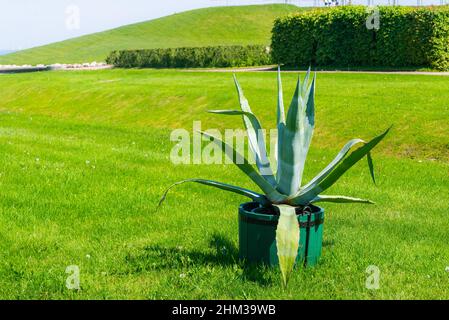 Immense agave americana ou aloès américain en pot en bois dans un parc. Banque D'Images