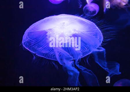 Méduses de lune flottant dans un aquarium fluorescent.Le méduse lunaire est une espèce Aurelia aurita vivant dans les eaux tropicales de l'Inde, du Pacifique et Banque D'Images