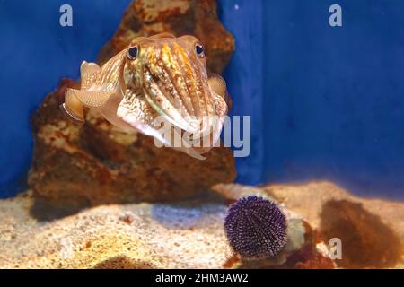Vue de face d'une espèce Sepia officinalis vivant dans la mer Méditerranée, la mer du Nord et la mer Baltique ou l'Afrique du Sud.Seiches communes dans l'aquarium Banque D'Images