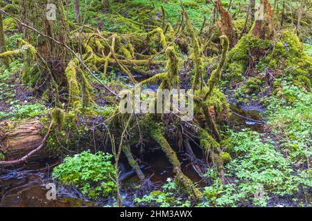 Arbres tombés couverts de mousse dans une ancienne forêt de croissance Banque D'Images