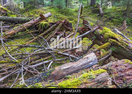 Vieux rondins d'arbre pourri dans une ancienne forêt Banque D'Images