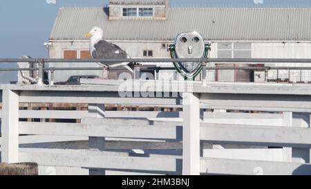 Port de plaisance de Monterey, Old Fishermans Wharf, quai ou jetée, côte californienne, port ou baie, ÉTATS-UNIS. Jumelles fixes, visionneuse de tour ou télescope au bord de l'océan. Promenade en bord de mer. Oiseau mouette. Banque D'Images