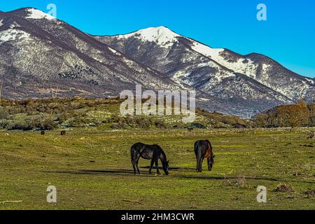 Les chevaux de la race Pentro, Samnium Pentrum, paître dans la zone humide du Pantano Zittola. Montenero Val Cocchiara, province d'Isernia, Molise Banque D'Images