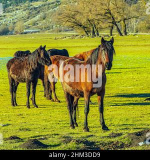 Les chevaux de la race Pentro, Samnium Pentrum, paître dans la zone humide du Pantano Zittola. Montenero Val Cocchiara, province d'Isernia, Molise Banque D'Images