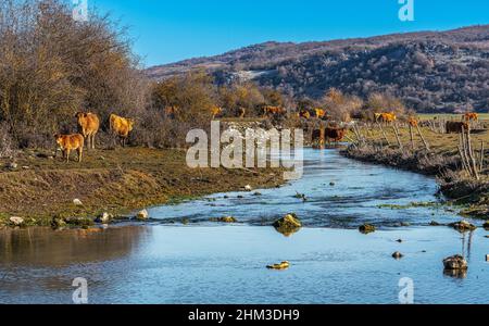 Les vaches vont au pâturage tôt le matin en broutant l'herbe dans la zone humide de Pantano Zittola. Montenero Val Cocchiara, province d'Isernia, Molise Banque D'Images