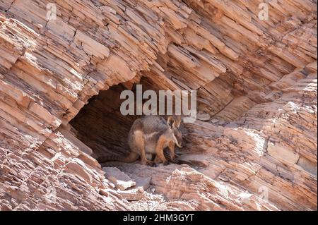 Un magnifique rocher à pieds jaunes Wallaby Petrogale xanthopus dans la nature, à l'entrée d'une grotte dans le parc national d'Ikara Flinders, en Australie méridionale Banque D'Images