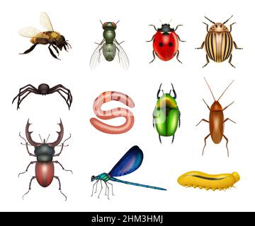 Insectes.Des mouches réalistes libellules insectes ravageurs larves papillons vecteur décent des images colorées de scarabée ou de coléoptères insectes Illustration de Vecteur