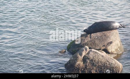 Phoque à fourrure sauvage à pois dormant sur la roche dans l'eau, lion de mer du port du pacifique reposant sur la plage océanique, faune de Monterey, faune de la côte californienne, États-Unis. Jeune chiot, animal marin en liberté ou en habitat naturel. Banque D'Images