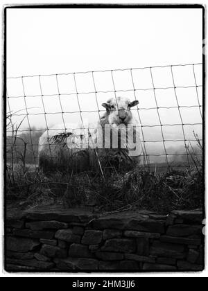 Moutons regardant. Llangeinor, Bridgend, pays de Galles Banque D'Images