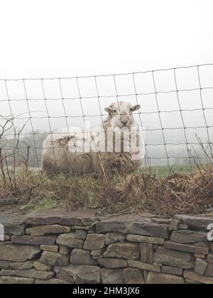 Moutons regardant. Llangeinor, Bridgend, pays de Galles Banque D'Images