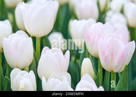 Tulipes fleurs de couleur ressort brillant Banque D'Images