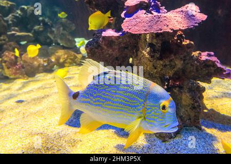 Gros plan d'un vivaneau de Sailfin ou de la dorade de mer bordée de bleu dans le récif de corail.Symphorichthys spillurus espèces vivant dans l'océan Indien et l'ouest du Pacifique Banque D'Images