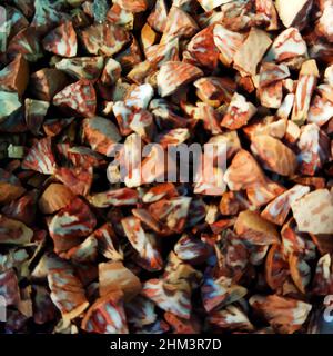 Vue rapprochée des écrous de fixation ou d'écrou d'arec. Principalement utilisé pour le masala et le gutkha. Banque D'Images