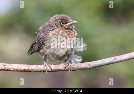 Petit oiseau noir (Turdus merula) sur la branche Banque D'Images