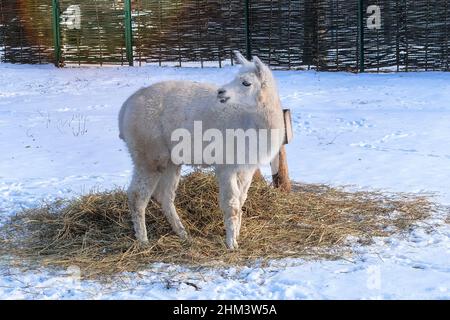 Lama mangeant du foin au zoo en hiver, gros plan. Garder les animaux sauvages dans les parcs zoologiques. Banque D'Images