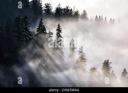 La lumière du soleil se brise à travers les arbres de la forêt et laisse la lumière briller dans des faisceaux de soleil magiques Banque D'Images