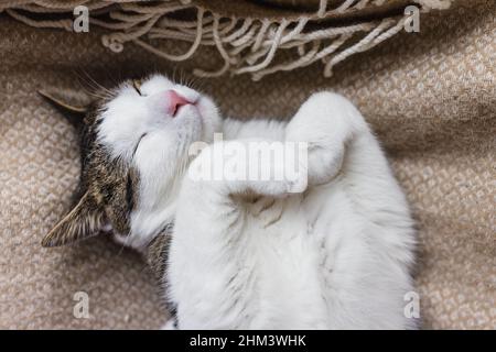 Mignon jeune chat domestique dort détendu et heureux sur doux jeté confortable sur le lit.Concept de chats endormis heureux et décontractés.Gros plan, mise au point sélective, espace de copie Banque D'Images