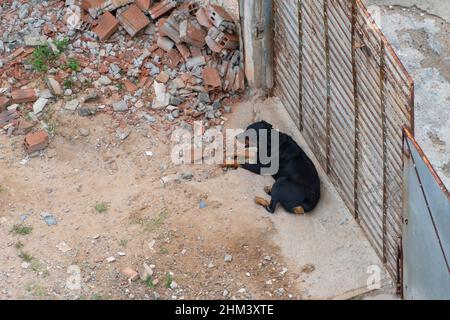 Chien allongé à côté de la porte d'une maison avec terre de ruines de construction. Banque D'Images