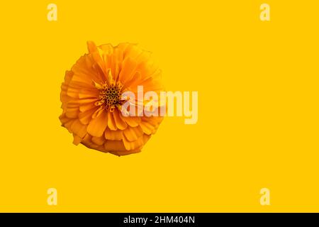 Fleur d'orange sur fond isolé Banque D'Images