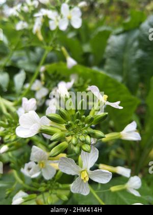 Raphanus caudatus. Fleur de Raphanus sativus Linn. Raphanus sativus var. Oleiformis Banque D'Images