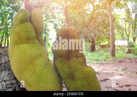 Deux jackfruits frais récoltés avec espace de copie. Fruits tropicaux en gros plan. Banque D'Images