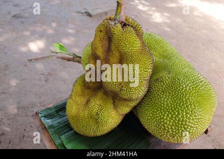 Deux jackfruits frais récoltés avec espace de copie. Fruits tropicaux en gros plan. Banque D'Images