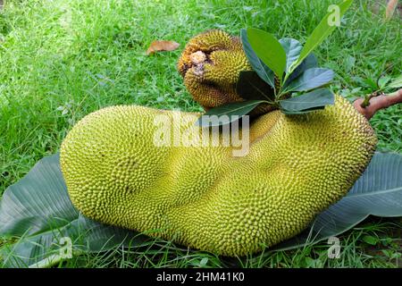 Deux jackfruits frais récoltés avec espace de copie. Fruits tropicaux en gros plan. Banque D'Images