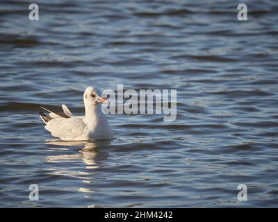 Un mouette commune (Larus Canus) ou mouette flottant sur la surface d'un lac en janvier, Royaume-Uni Banque D'Images