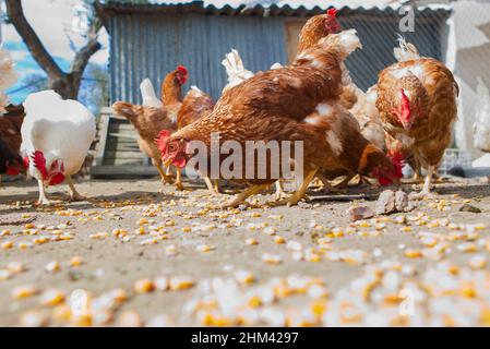 Poules domestiques mangeant des céréales de maïs à la maison de poules de campagne.Concept de production de volaille durable Banque D'Images