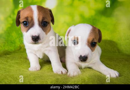 Deux chiots en terrier de Jack Russell sont assis sur un fond vert Banque D'Images