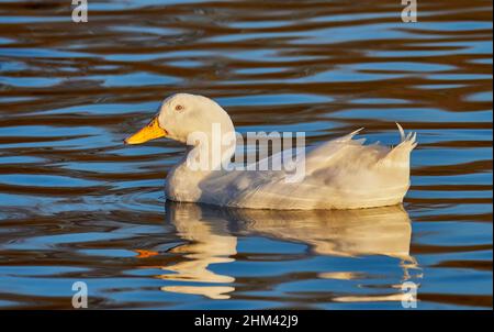 Un canard blanc flottant sur un lac au Royaume-Uni avec le début de la soirée hivers soleil se reflétant dans l'eau Banque D'Images